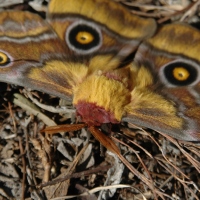 Pine emperor moths
